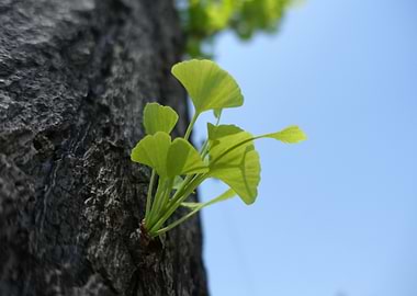 Ginkgo leaves sprouting from tree trunk