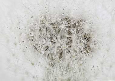 Dandelion Seed Head with Water Droplets