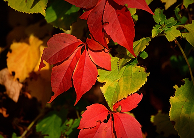 Autumn Leaves Close-Up