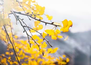 Ginkgo branch with yellow leaves