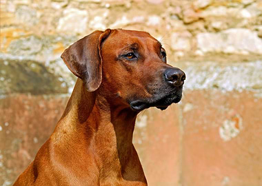Rhodesian Ridgeback Portrait