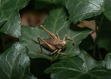 Grasshopper on Green Leaf