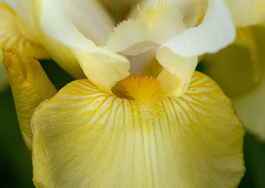 Yellow Iris Flower
