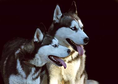 Two Huskies Portrait on Black Background