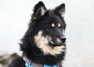 Portrait of a Black and Tan Dog