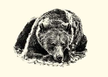 Resting Bear Illustration