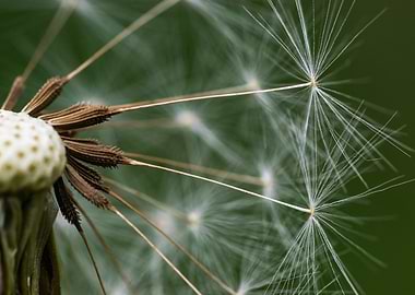 Dandelion Seed Head Macro