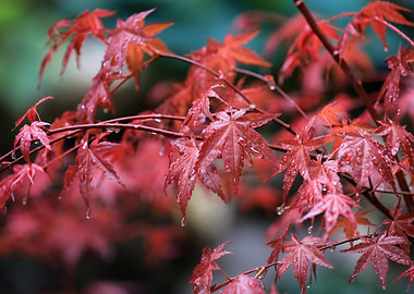 Red Maple Leaves with Water Droplets