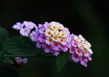 Dew-Kissed Lantana Flowers