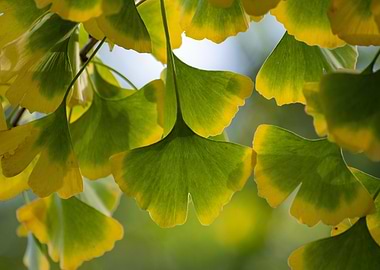 Ginkgo Leaves Close-Up