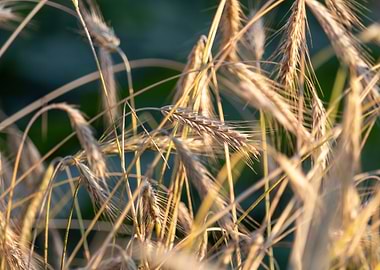 Golden Wheat Field Close-Up