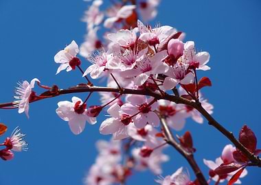 Cherry Blossoms Against Blue Sky