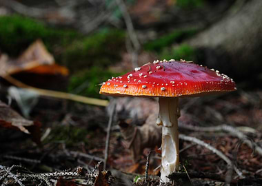 Red and White Mushroom in Forest