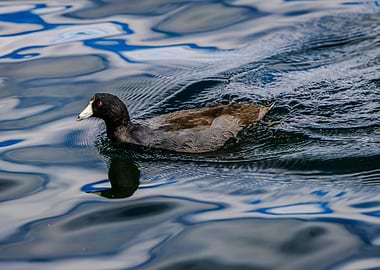 American Coot swimming in blue water