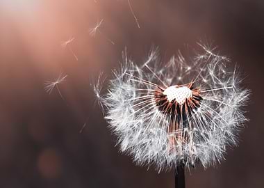 Dandelion Seeds in Flight