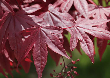 Red Maple Leaves Close-Up