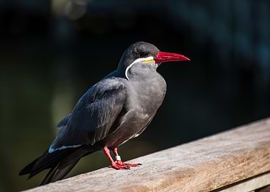 Inca Tern Bird Portrait