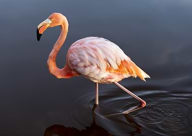 Flamingo wading in dark water