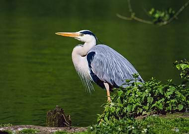 Grey Heron Standing Near Water
