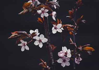 Cherry Blossoms on Dark Background