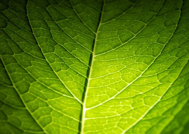 Green Leaf