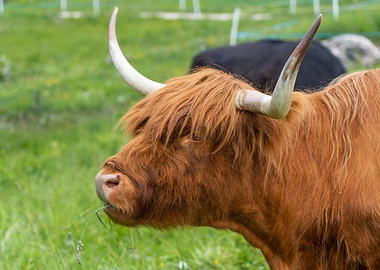 Highland Cattle Portrait
