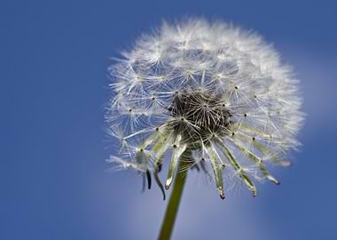 Dandelion Seed Head Against Blue Sky