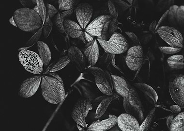 Monochrome Floral Still Life