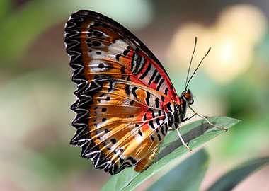 Colorful Butterfly on Leaf