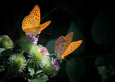 Two orange butterflies on thistle flowers