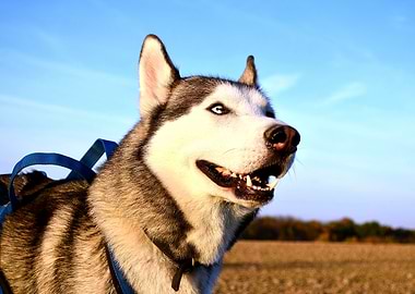 Husky dog portrait in field