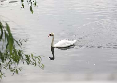Swan swimming in calm water
