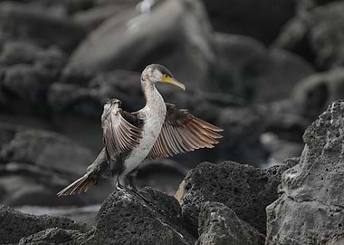 Cormorant Spreading Wings on Rocky Shore