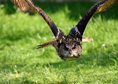 Owl in Flight over Green Grass