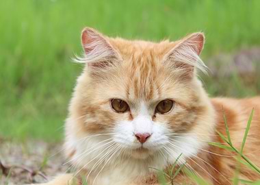 Orange Cat Portrait in Green Grass