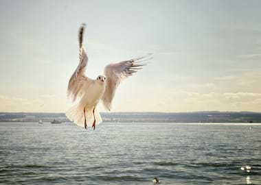 Seagull in Flight over Water