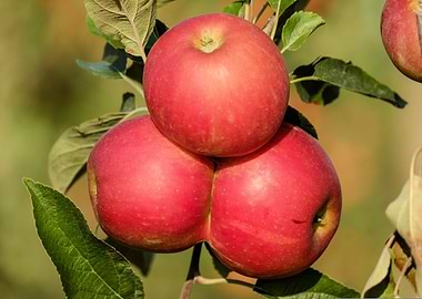 Three Red Apples on a Branch