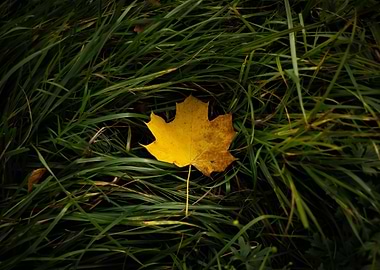 Autumn Leaf on Green Grass