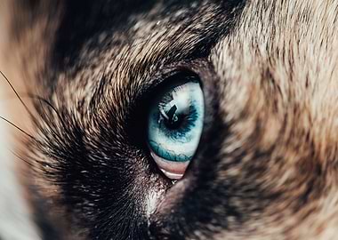Close-up of a Cat's Blue Eye