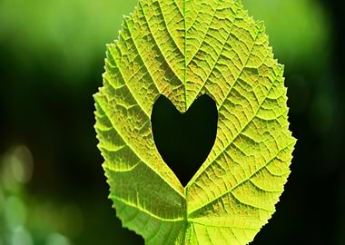 Heart-Shaped Hole in Green Leaf