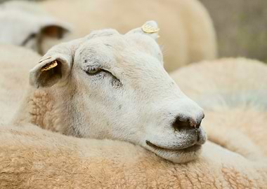 Close-up of a Sheep's Face