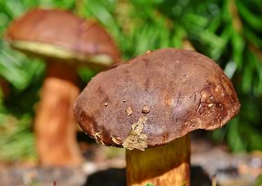 Two Brown Mushrooms in Forest Setting