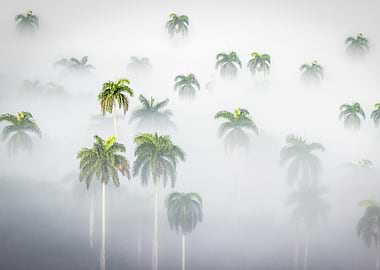 Palm Trees in Fog