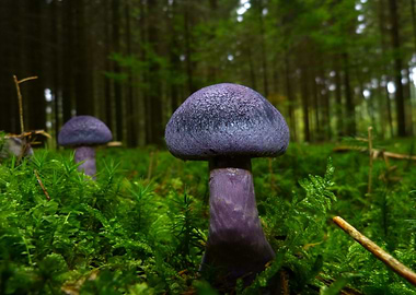 Purple Mushrooms in a Green Forest