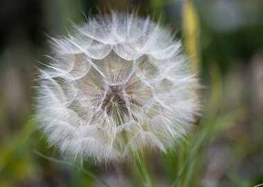 Dandelion Seed Head Close-Up