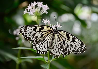Butterfly on Flower