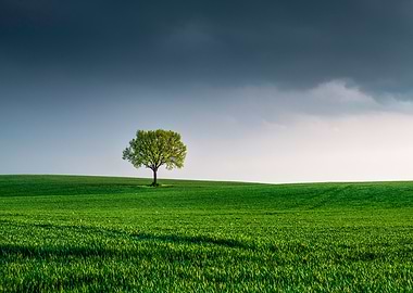 Lone Tree in Green Field
