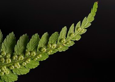 Fern Frond with Sporangia on Black