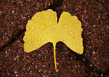Ginkgo Leaf with Water Droplets
