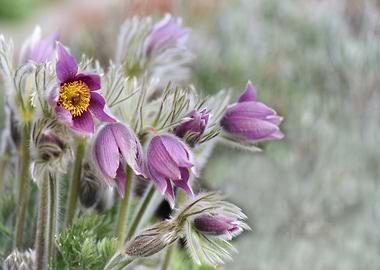 Purple Pasque Flowers in Bloom